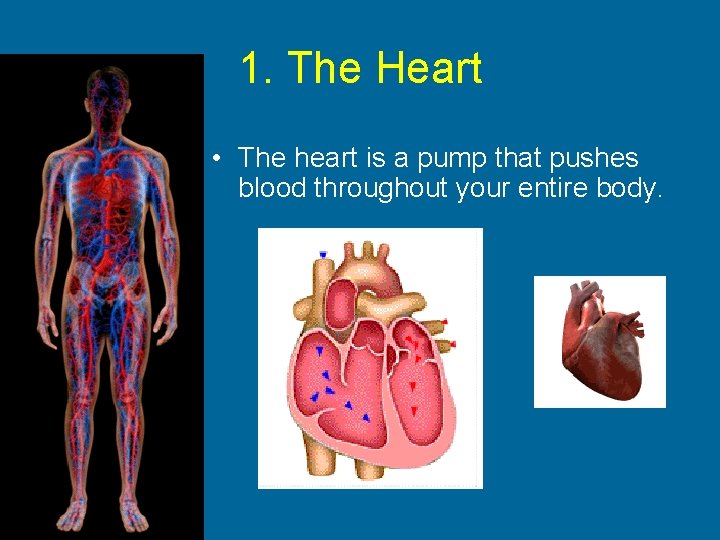 1. The Heart • The heart is a pump that pushes blood throughout your