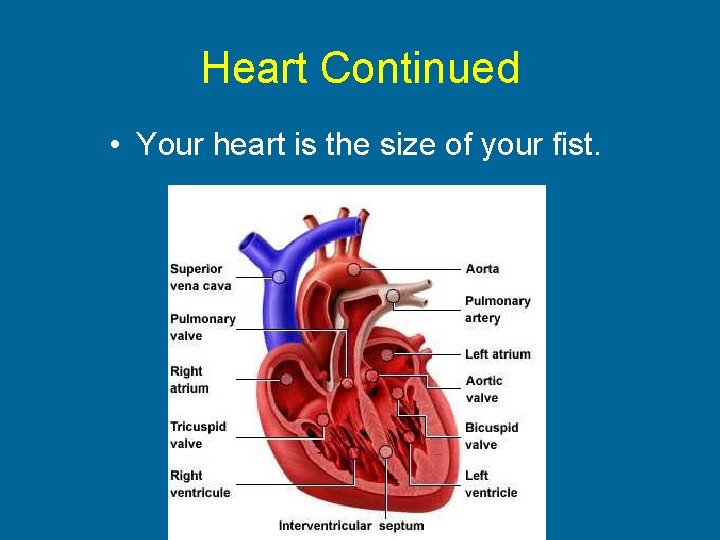 Heart Continued • Your heart is the size of your fist. 