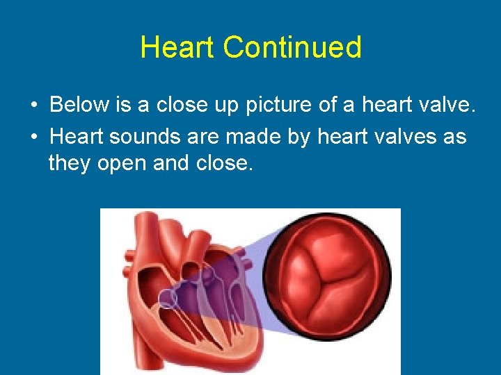 Heart Continued • Below is a close up picture of a heart valve. •