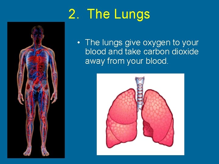 2. The Lungs • The lungs give oxygen to your blood and take carbon