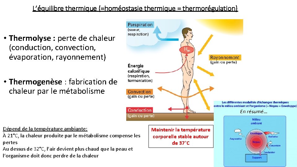 L’équilibre thermique (=homéostasie thermique = thermorégulation) • Thermolyse : perte de chaleur (conduction, convection,