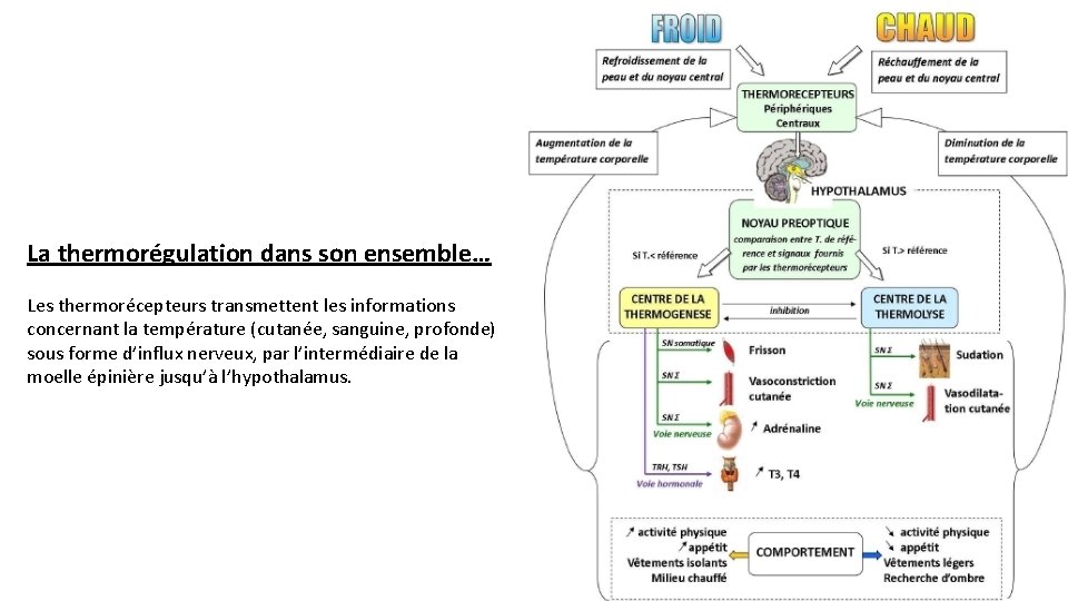 La thermorégulation dans son ensemble… Les thermorécepteurs transmettent les informations concernant la température (cutanée,