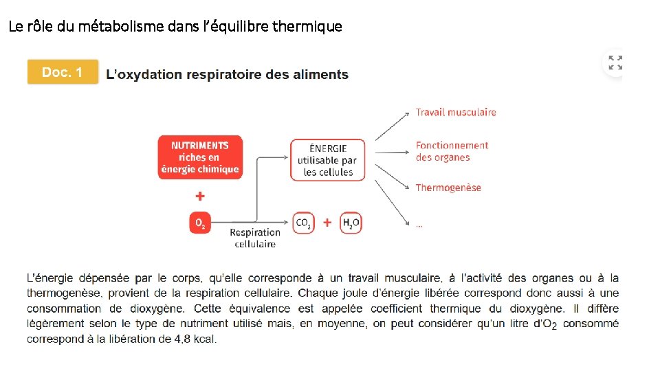 Le rôle du métabolisme dans l’équilibre thermique 