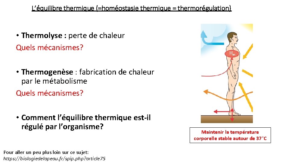 L’équilibre thermique (=homéostasie thermique = thermorégulation) • Thermolyse : perte de chaleur Quels mécanismes?