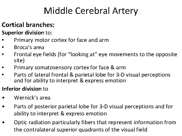 Middle Cerebral Artery Cortical branches: Superior division to: • Primary motor cortex for face