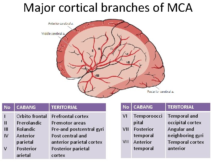 Major cortical branches of MCA No CABANG TERITORIAL I II IV Orbito frontal Prerolandic Major cortical branches of MCA No CABANG TERITORIAL I II IV Orbito frontal Prerolandic