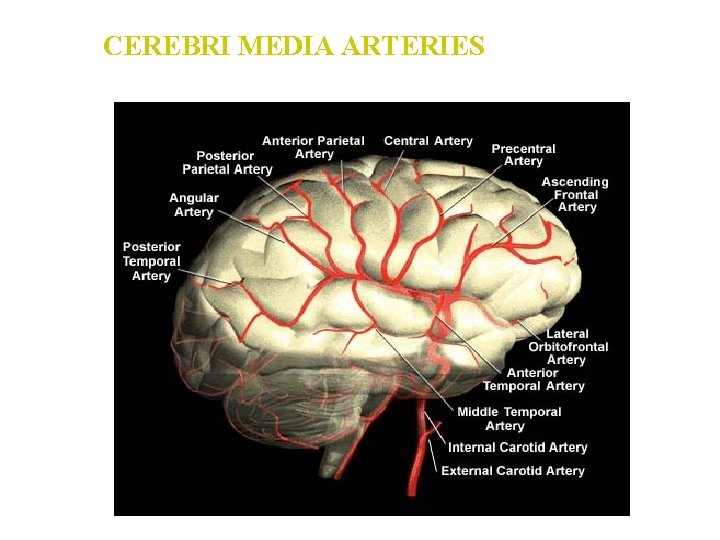 CEREBRI MEDIA ARTERIES 