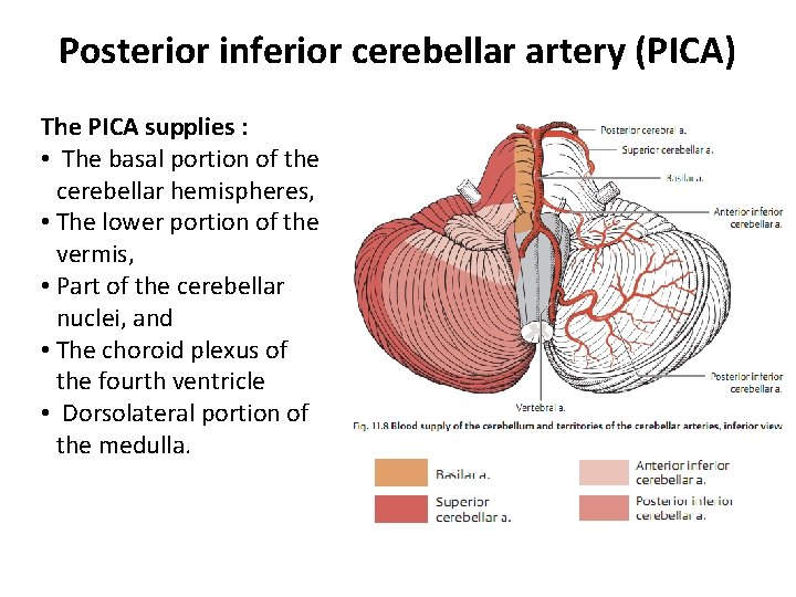Posterior inferior cerebellar artery (PICA) The PICA supplies : • The basal portion of