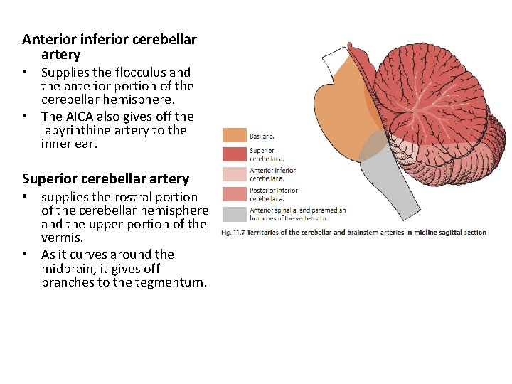Anterior inferior cerebellar artery • Supplies the flocculus and the anterior portion of the Anterior inferior cerebellar artery • Supplies the flocculus and the anterior portion of the