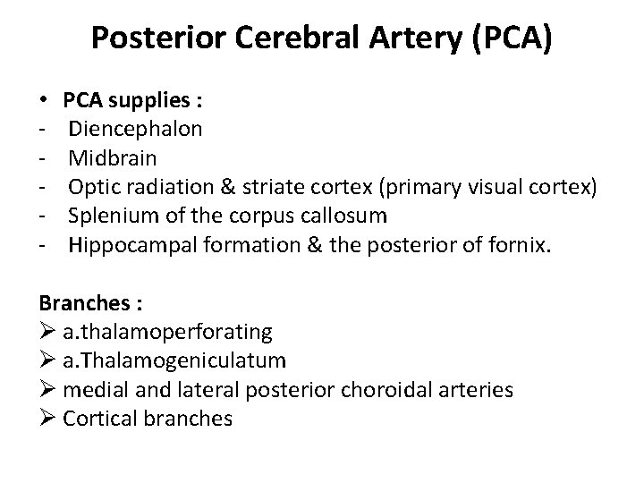 Posterior Cerebral Artery (PCA) • - PCA supplies : Diencephalon Midbrain Optic radiation &