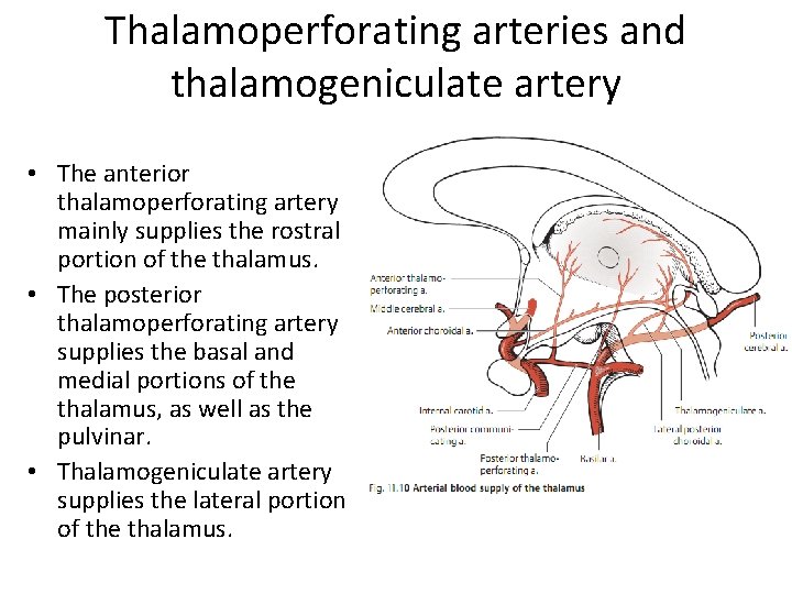 Thalamoperforating arteries and thalamogeniculate artery • The anterior thalamoperforating artery mainly supplies the rostral