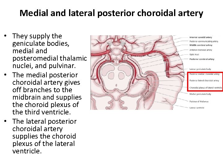 Medial and lateral posterior choroidal artery • They supply the geniculate bodies, medial and