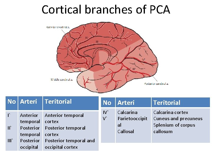 Cortical branches of PCA No Arteri Teritorial I` Anterior temporal cortex Posterior temporal and Cortical branches of PCA No Arteri Teritorial I` Anterior temporal cortex Posterior temporal and