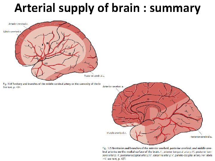 Arterial supply of brain : summary 