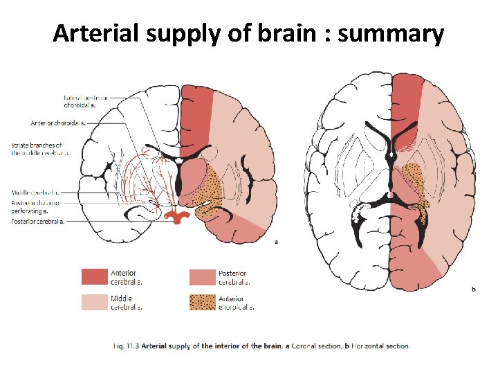 Arterial supply of brain : summary 