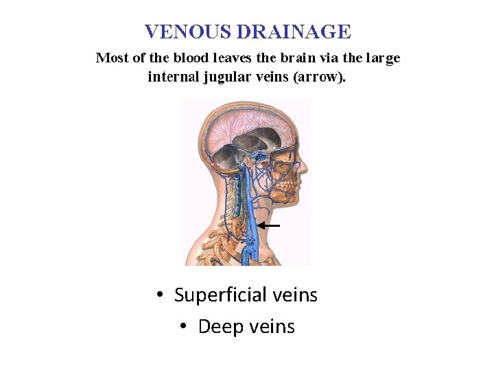 • Superficial veins • Deep veins • Superficial veins • Deep veins