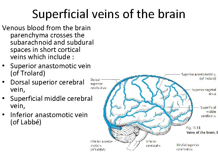 Superficial veins of the brain Venous blood from the brain parenchyma crosses the subarachnoid