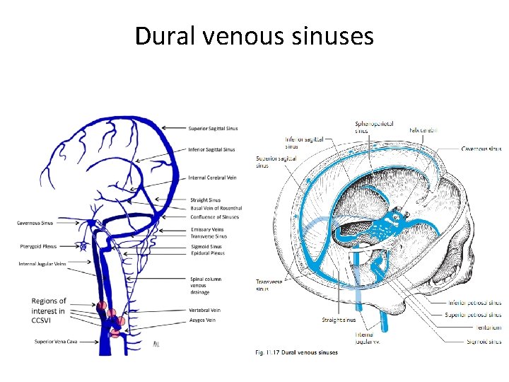 Dural venous sinuses 