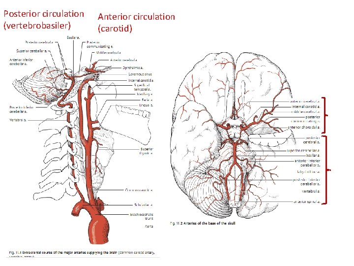 Posterior circulation (vertebrobasiler) Anterior circulation (carotid) 