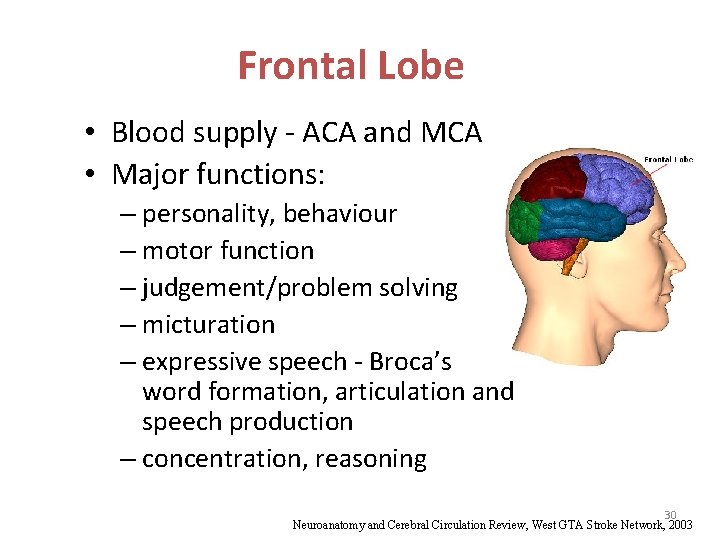 Frontal Lobe • Blood supply - ACA and MCA • Major functions: – personality,