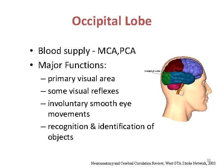Occipital Lobe • Blood supply - MCA, PCA • Major Functions: – primary visual