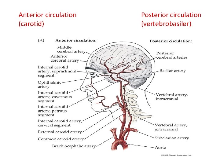 Anterior circulation (carotid) Posterior circulation (vertebrobasiler) 