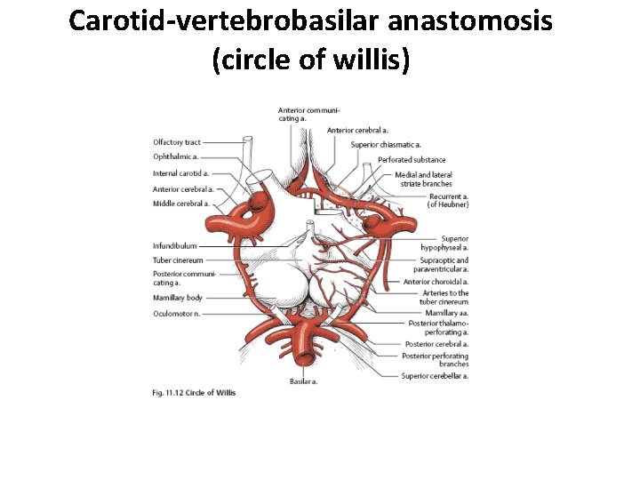 Carotid-vertebrobasilar anastomosis (circle of willis) 