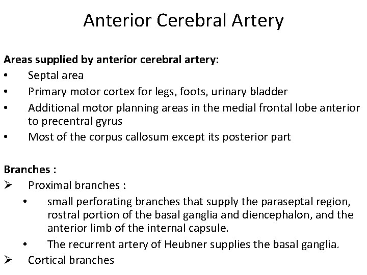 Anterior Cerebral Artery Areas supplied by anterior cerebral artery: • Septal area • Primary