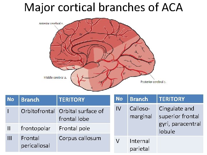 Major cortical branches of ACA No Branch TERITORY I Orbitofrontal Orbital surface of frontal