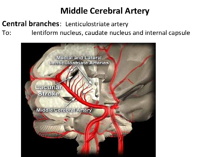 Middle Cerebral Artery Central branches: Lenticulostriate artery To: lentiform nucleus, caudate nucleus and internal