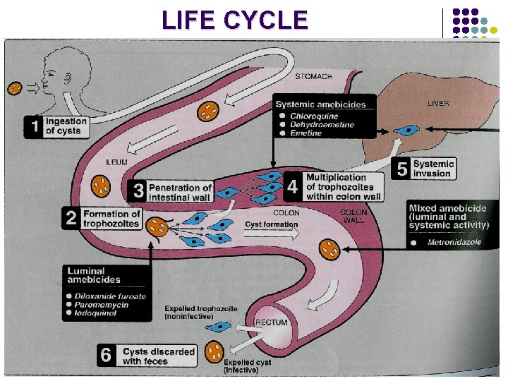 LIFE CYCLE 