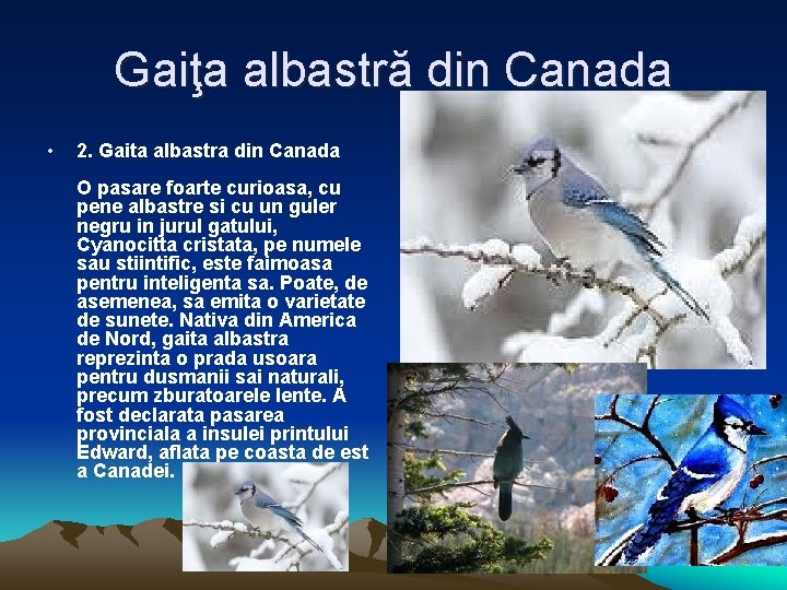 Gaiţa albastră din Canada • 2. Gaita albastra din Canada O pasare foarte curioasa,
