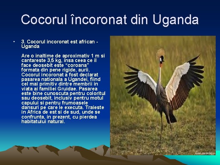 Cocorul încoronat din Uganda • 3. Cocorul incoronat est african - Uganda Are o