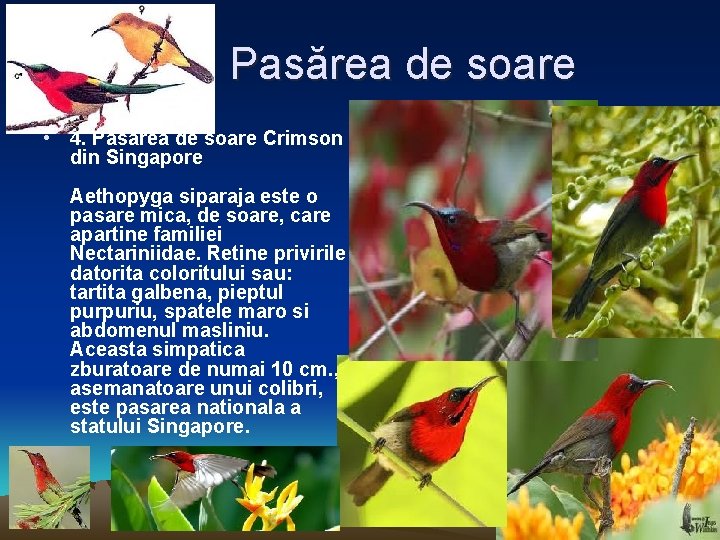 Pasărea de soare • 4. Pasarea de soare Crimson din Singapore Aethopyga siparaja este