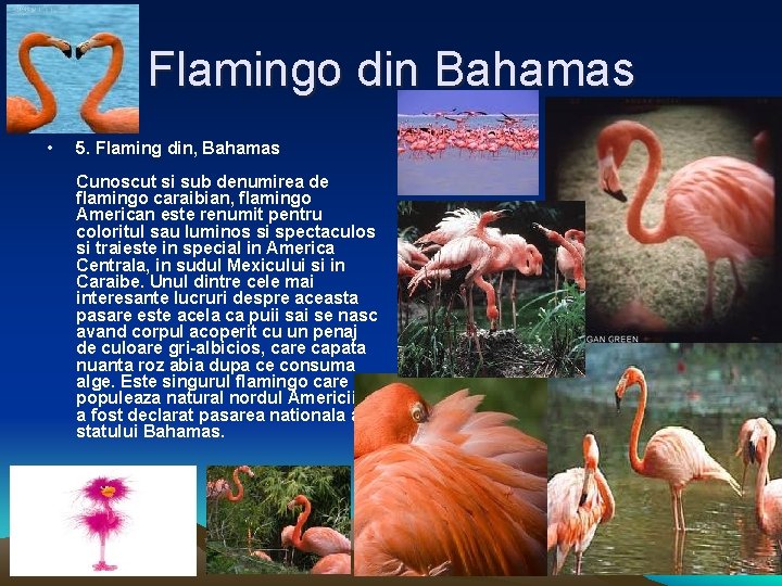 Flamingo din Bahamas • 5. Flaming din, Bahamas Cunoscut si sub denumirea de flamingo