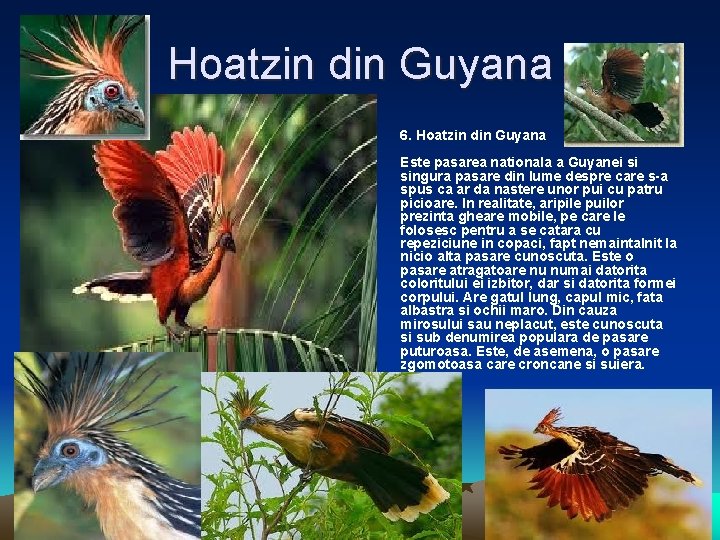 Hoatzin din Guyana • 6. Hoatzin din Guyana Este pasarea nationala a Guyanei si