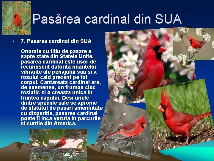 Pasărea cardinal din SUA • 7. Pasarea cardinal din SUA Onorata cu titlu de