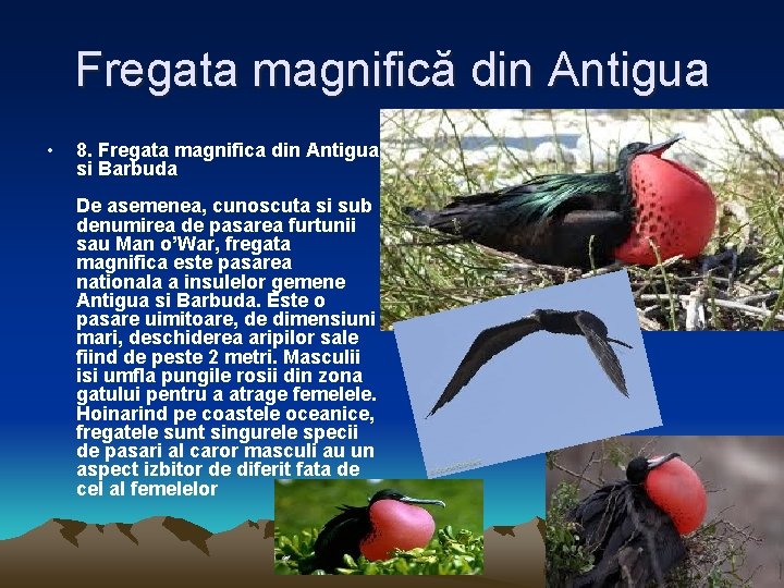 Fregata magnifică din Antigua • 8. Fregata magnifica din Antigua si Barbuda De asemenea,