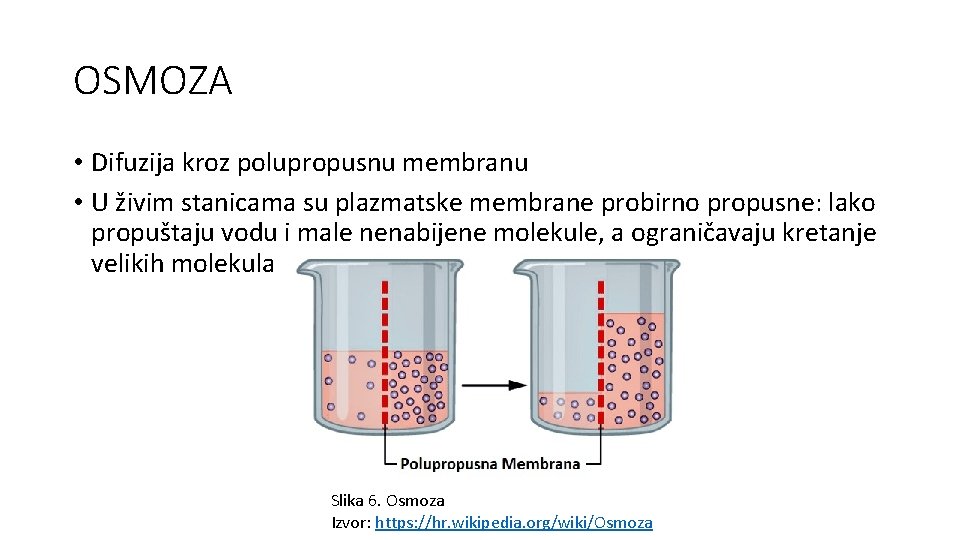 OSMOZA • Difuzija kroz polupropusnu membranu • U živim stanicama su plazmatske membrane probirno