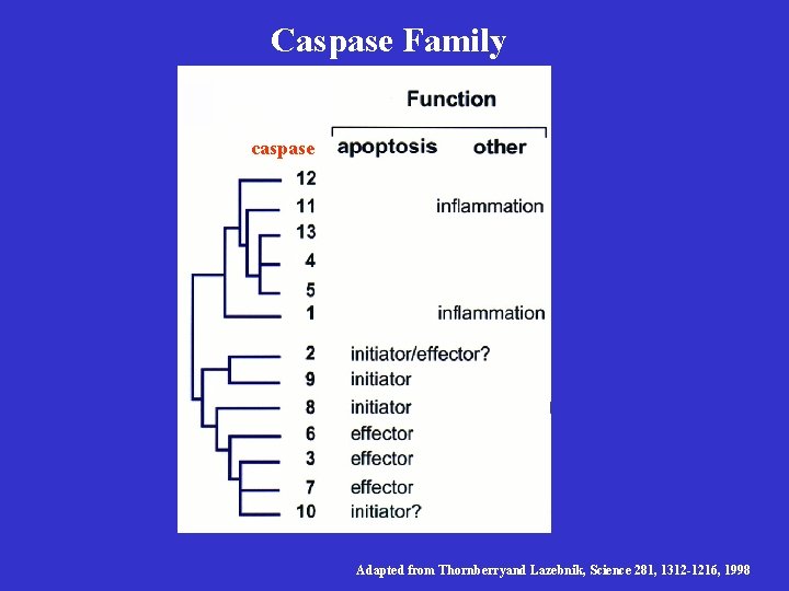 Caspase Family caspase Adapted from Thornberryand Lazebnik, Science 281, 1312 -1216, 1998 