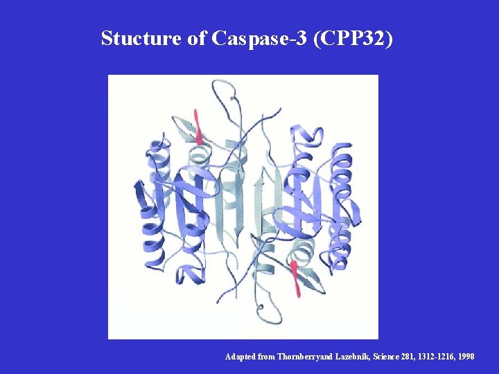 Stucture of Caspase-3 (CPP 32) Adapted from Thornberryand Lazebnik, Science 281, 1312 -1216, 1998