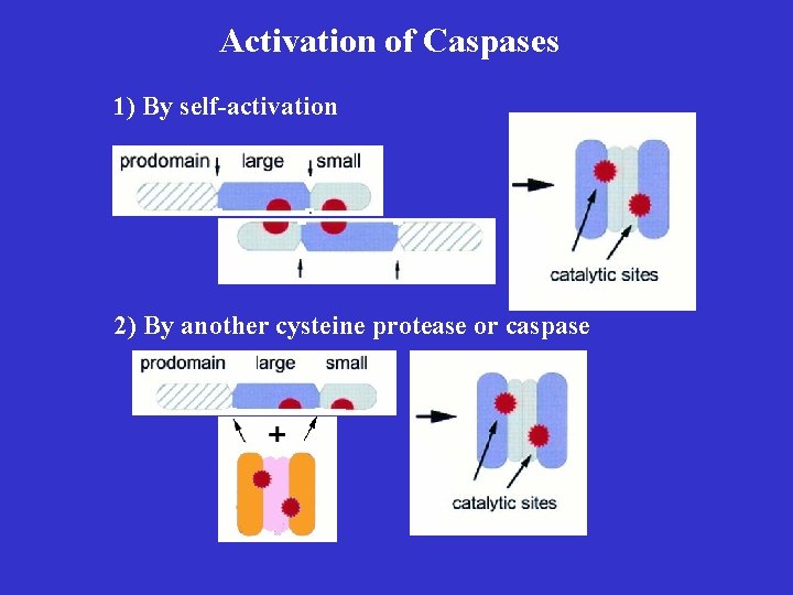 Activation of Caspases 1) By self-activation 2) By another cysteine protease or caspase 