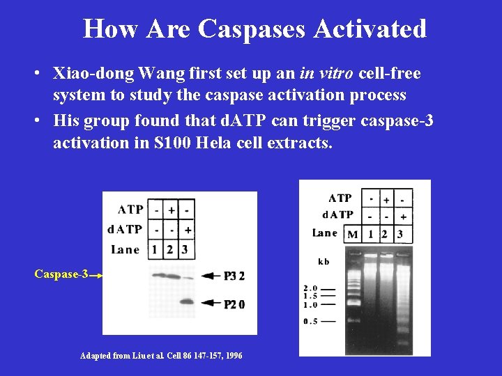 How Are Caspases Activated • Xiao-dong Wang first set up an in vitro cell-free
