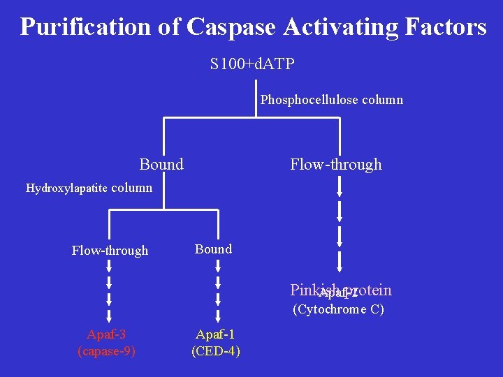 Purification of Caspase Activating Factors S 100+d. ATP Phosphocellulose column Bound Flow-through Hydroxylapatite column