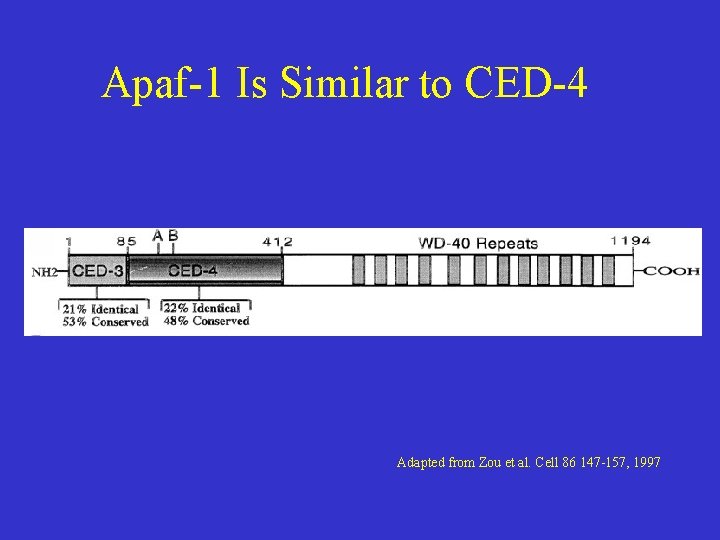 Apaf-1 Is Similar to CED-4 Adapted from Zou et al. Cell 86 147 -157,