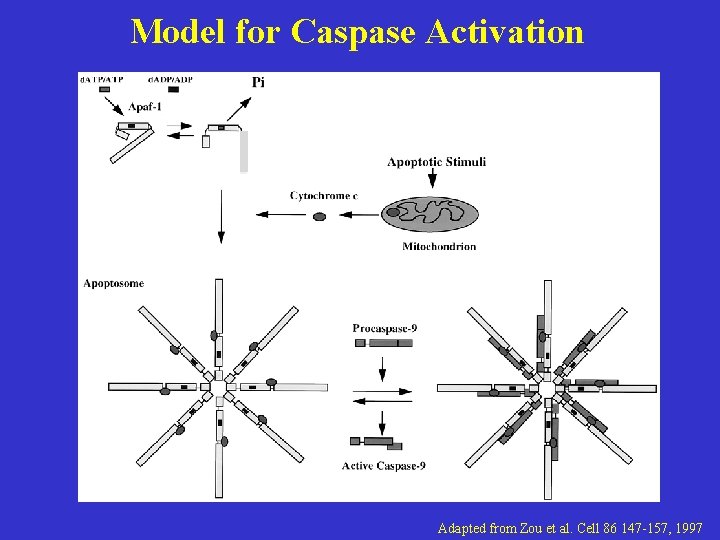 Model for Caspase Activation Adapted from Zou et al. Cell 86 147 -157, 1997