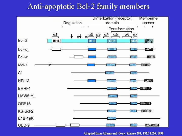 Anti-apoptotic Bcl-2 family members Adapted from Adams and Cory, Science 281, 1322 -1226, 1998