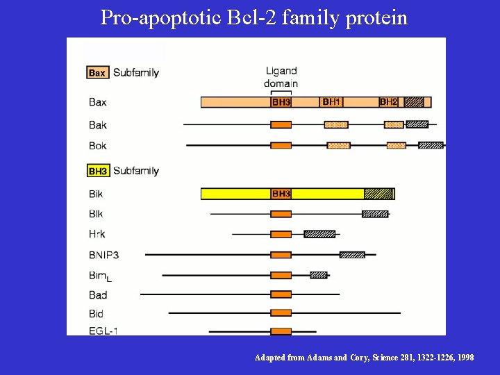 Pro-apoptotic Bcl-2 family protein Adapted from Adams and Cory, Science 281, 1322 -1226, 1998