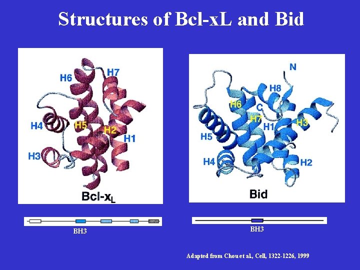 Structures of Bcl-x. L and Bid BH 3 Adapted from Chou et al. ,