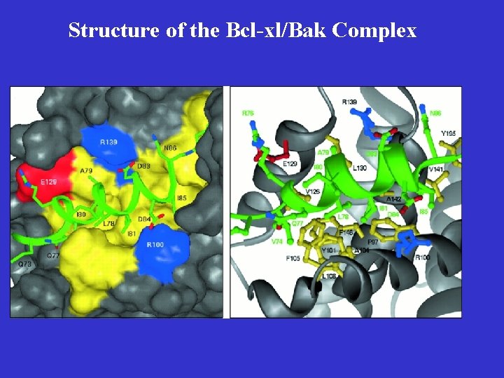 Structure of the Bcl-xl/Bak Complex 